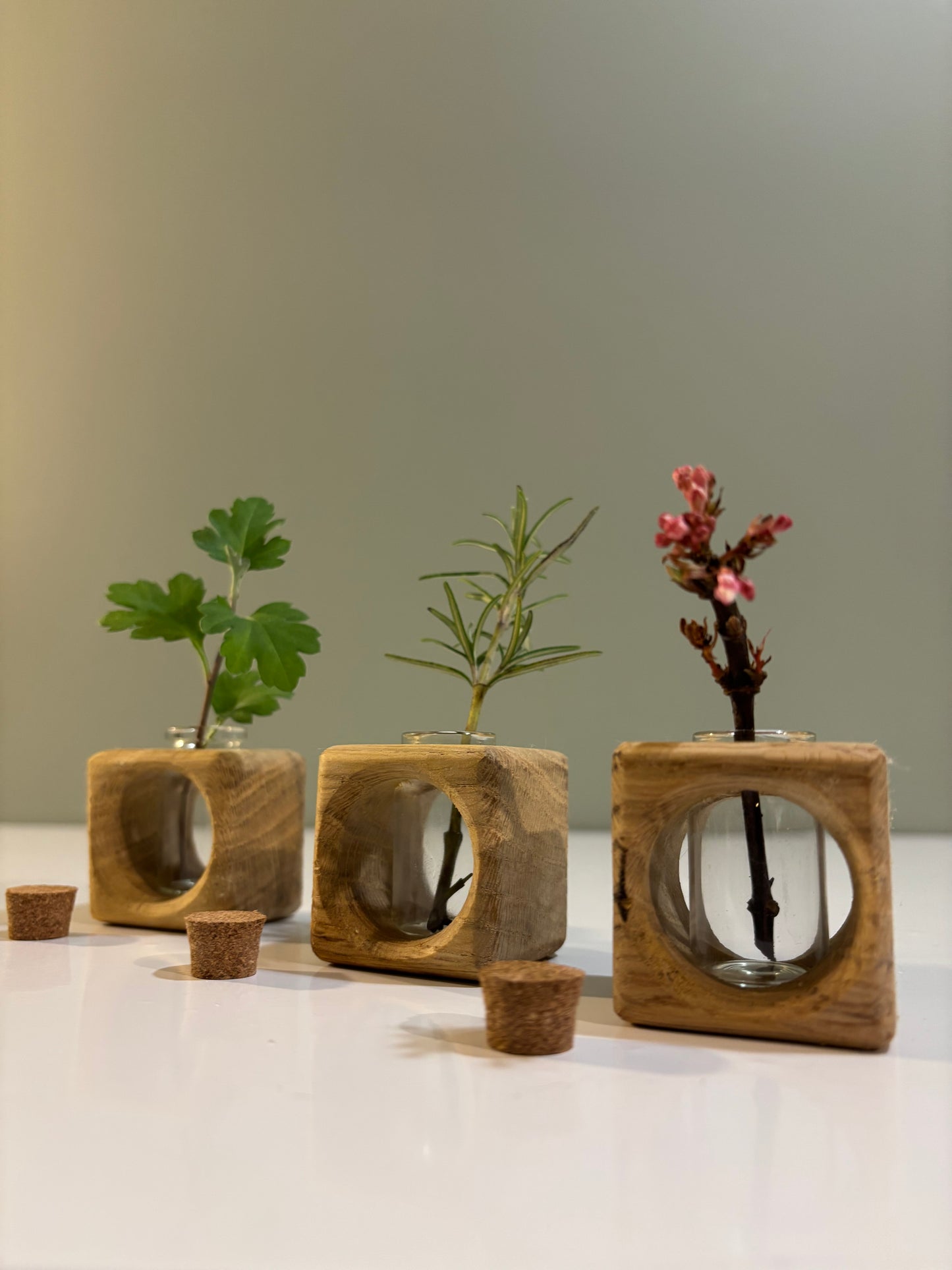 Oak Cutting Propagator Cube vase