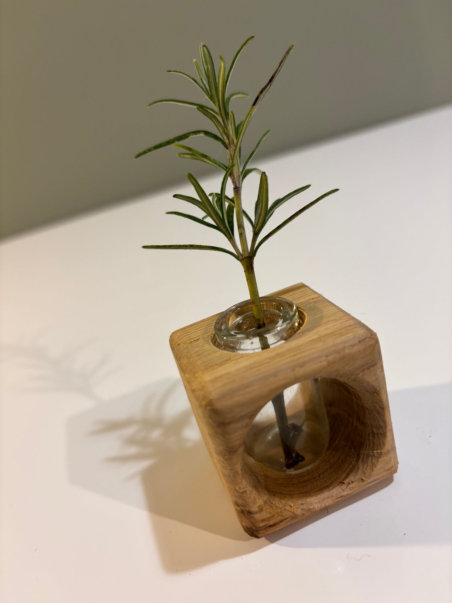 Oak Cutting Propagator Cube vase