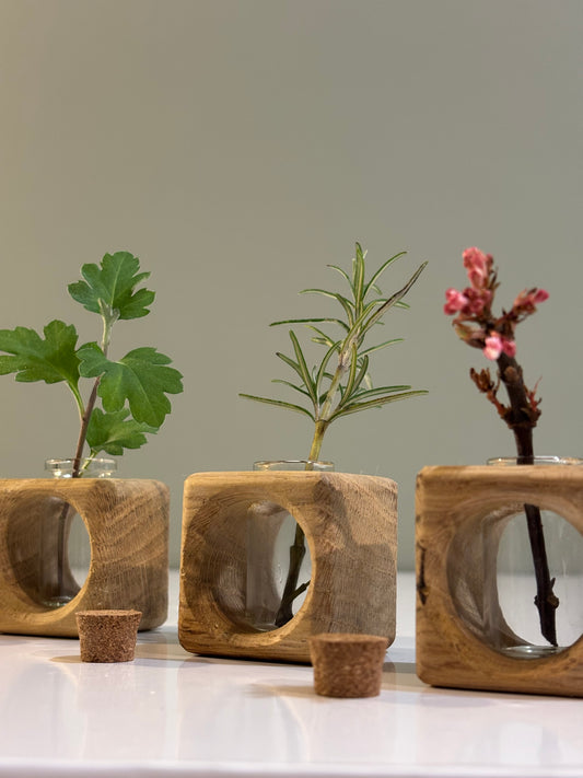 Oak Cutting Propagator Cube vase